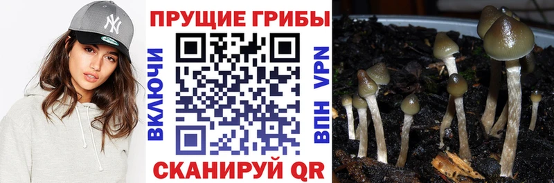Псилоцибиновые грибы Psilocybe  OMG как войти  Бор  купить  цена 